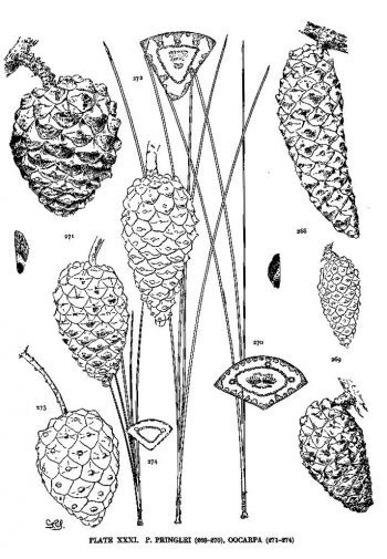 Pinus oocarpa