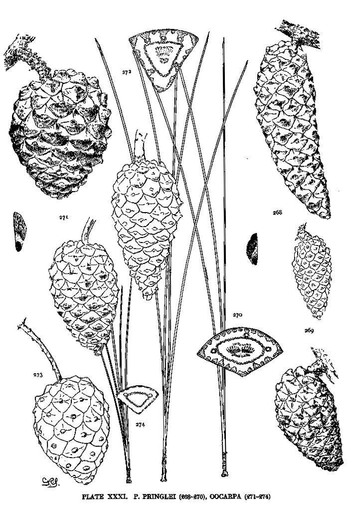 Pinus oocarpa