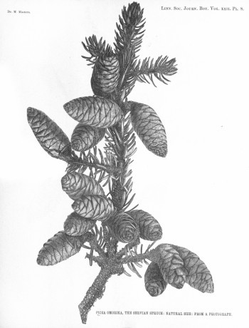 Picea omorika