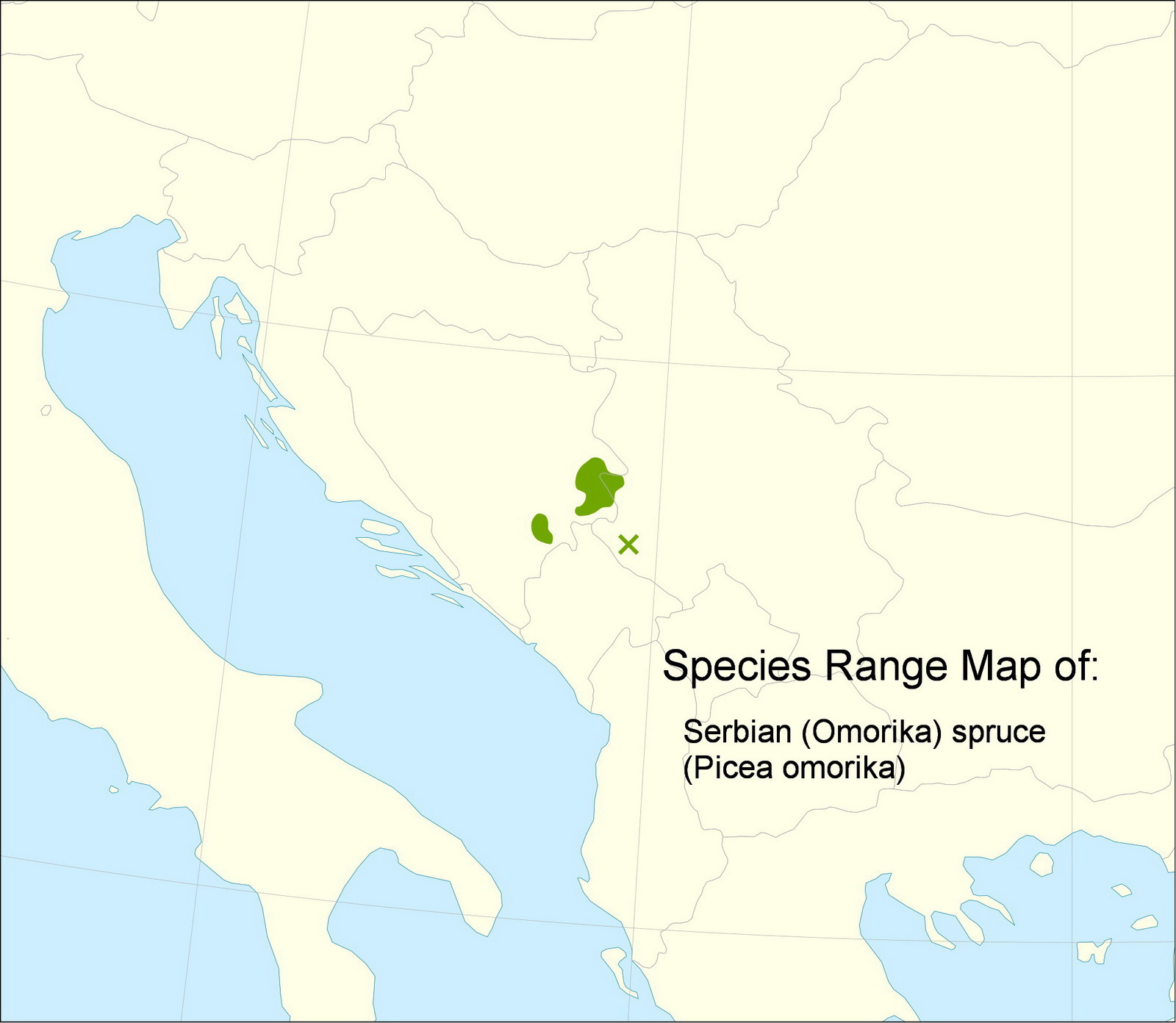 Picea omorika