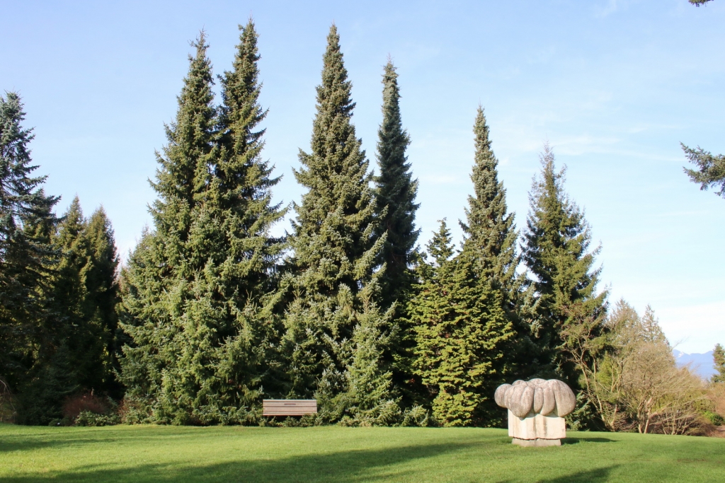 Picea omorika