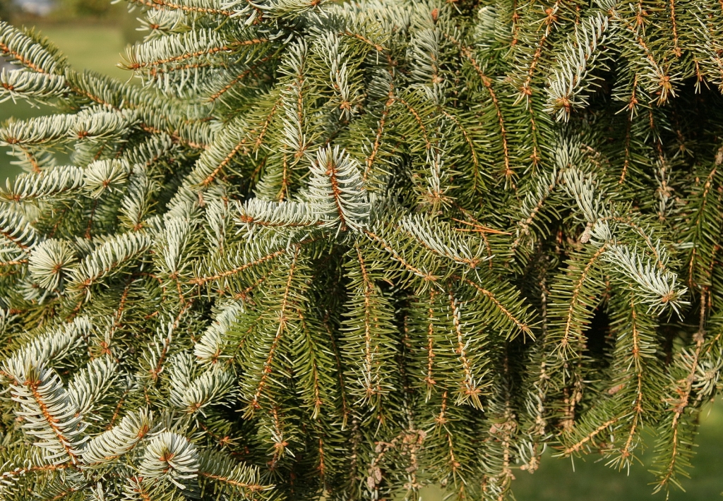 Picea omorika
