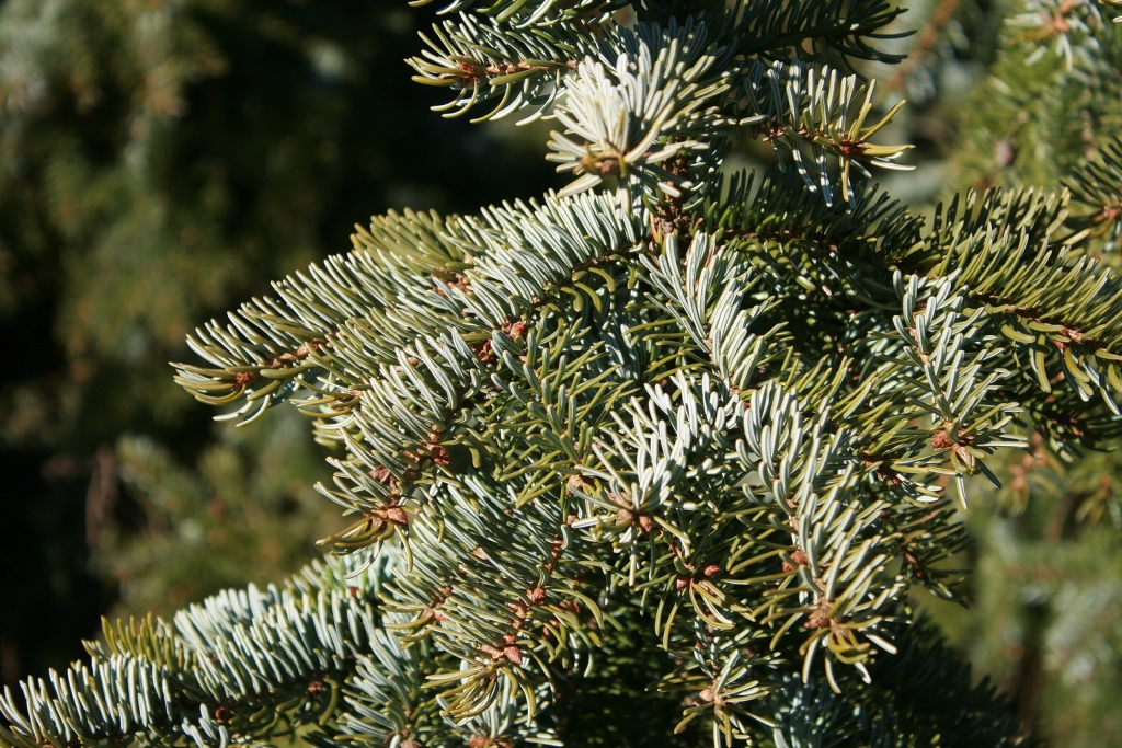 Picea omorika