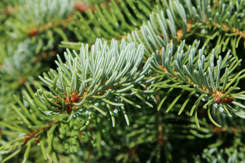 Picea omorika