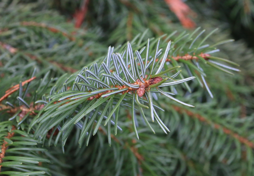 Picea omorika
