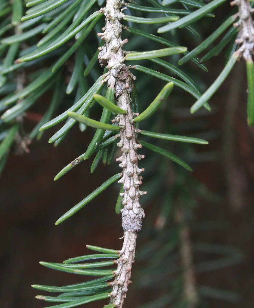 Picea omorika
