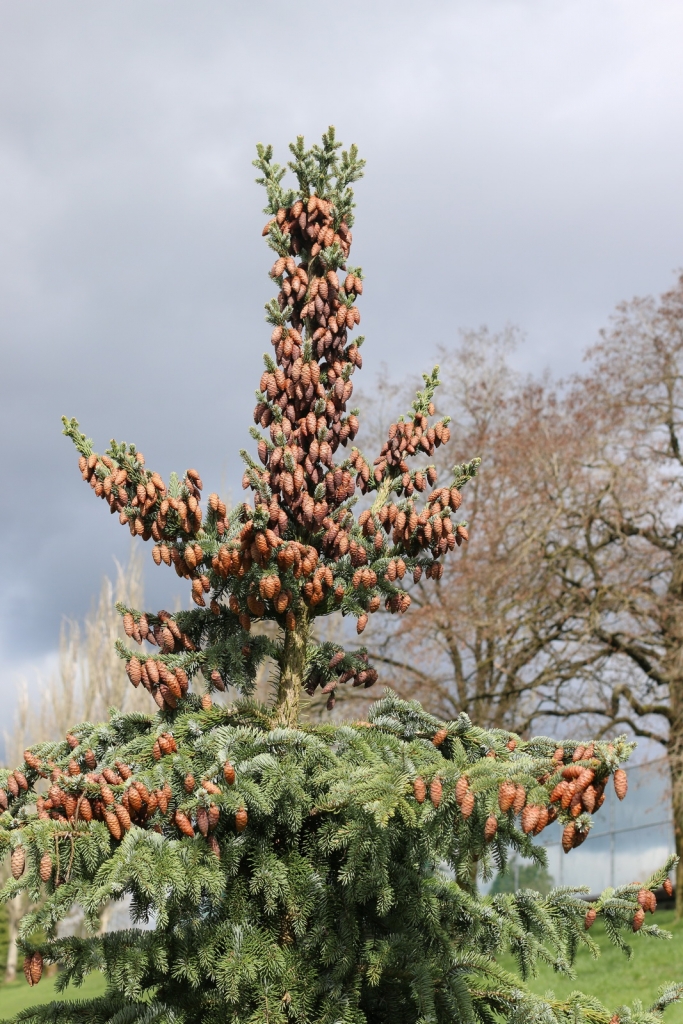 Picea omorika