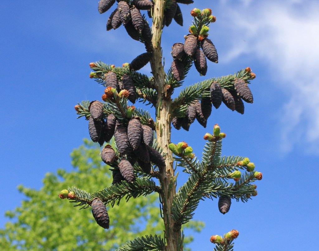 Picea omorika