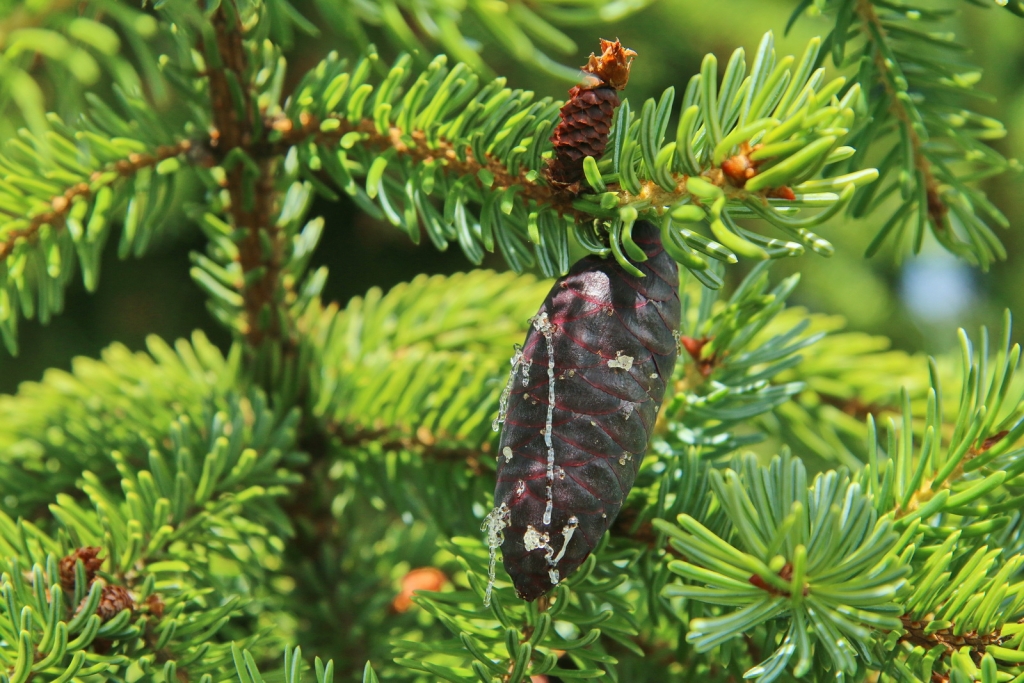 Picea omorika