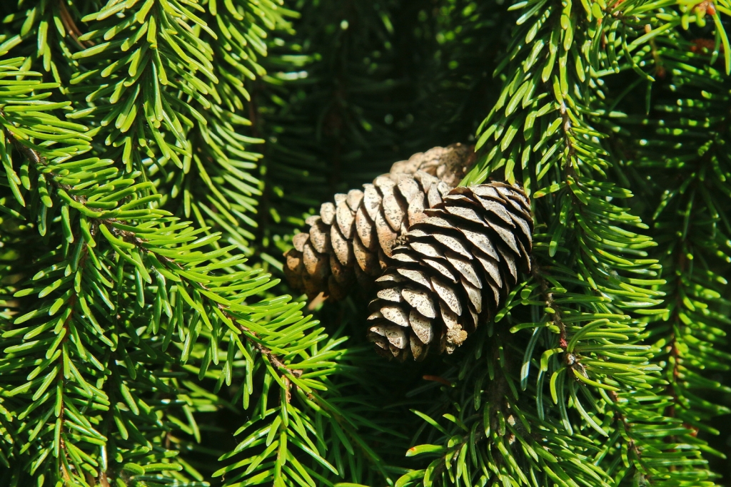 Picea omorika