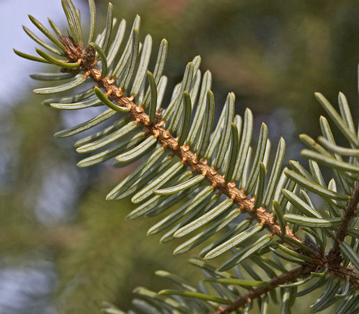 Picea omorika