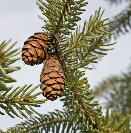 Picea omorika