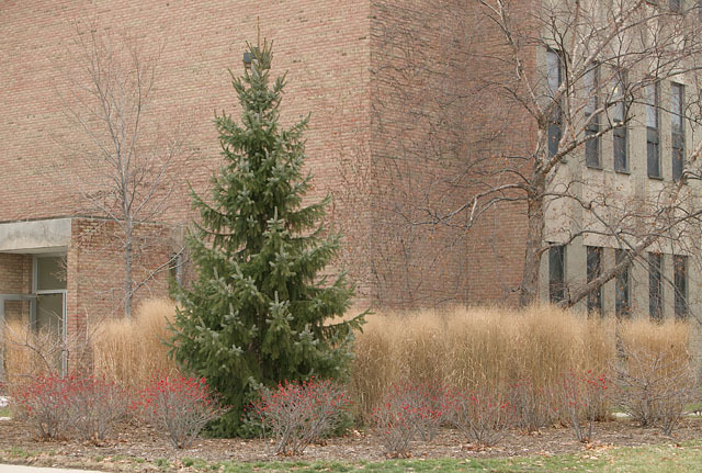 Picea omorika