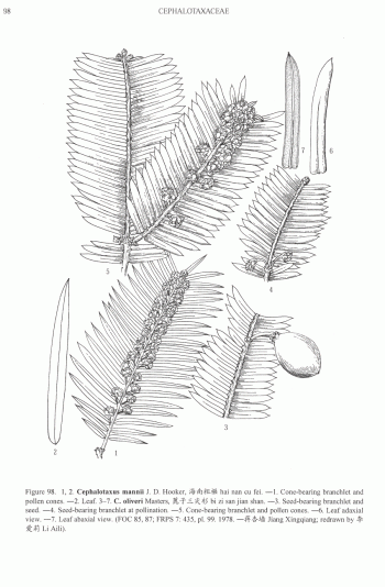 Cephalotaxus oliveri