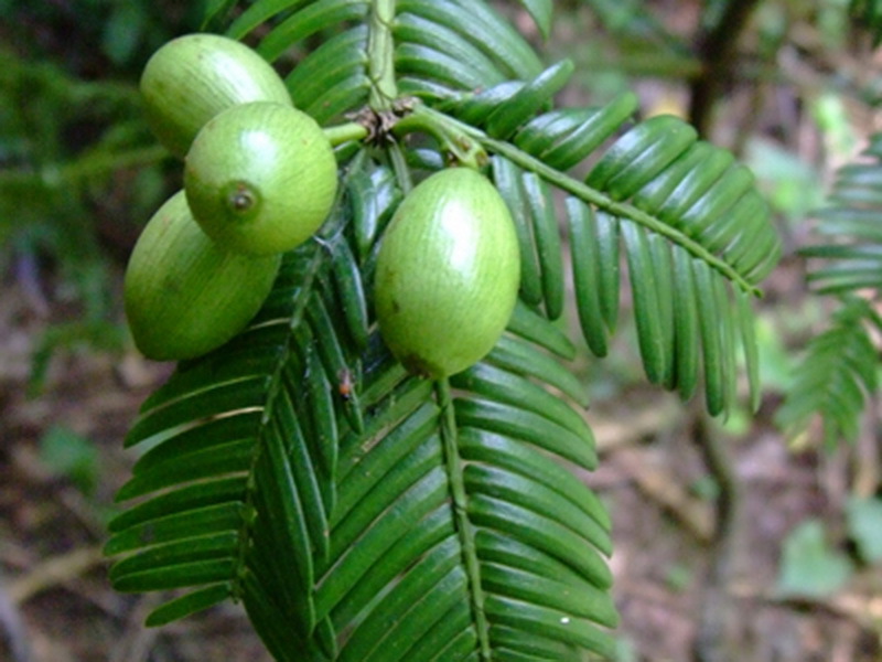 Cephalotaxus oliveri