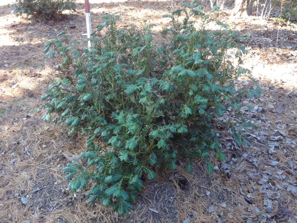 Cephalotaxus oliveri