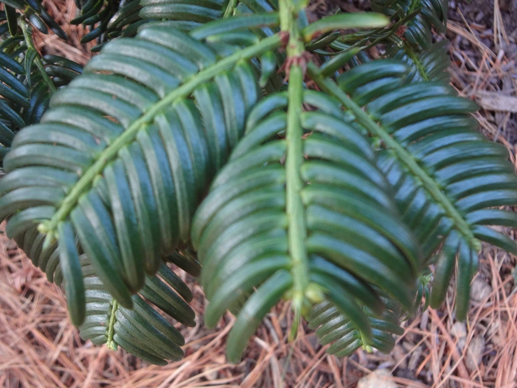 Cephalotaxus oliveri