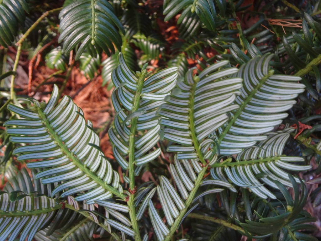 Cephalotaxus oliveri