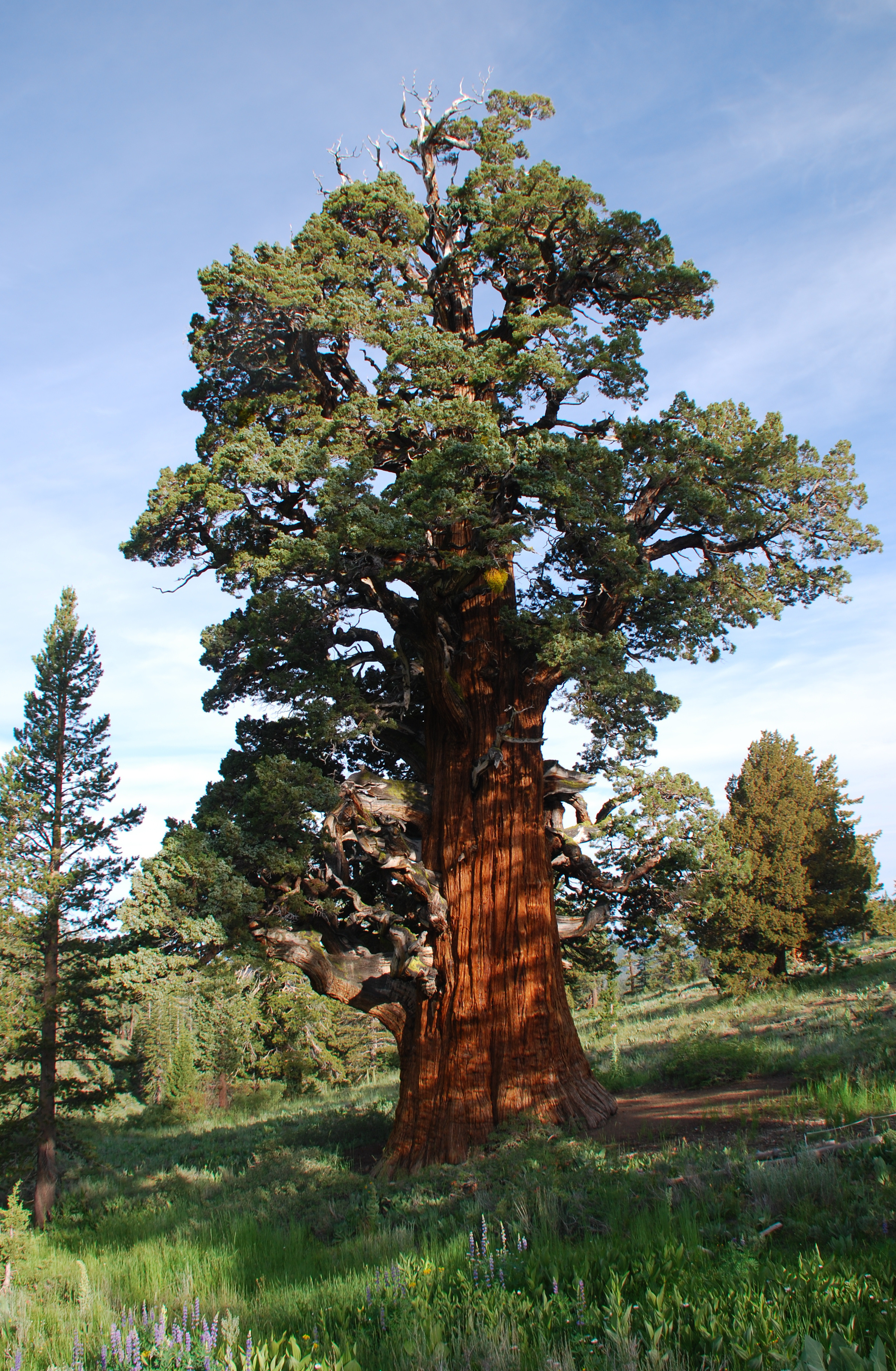 Juniperus occidentalis