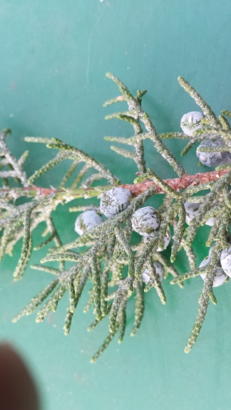 Juniperus occidentalis
