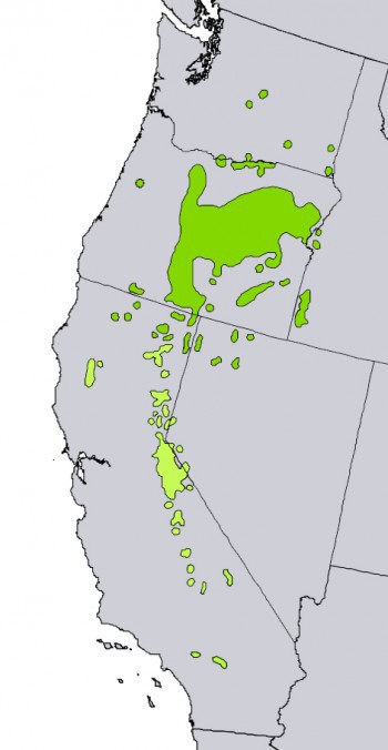 Juniperus occidentalis