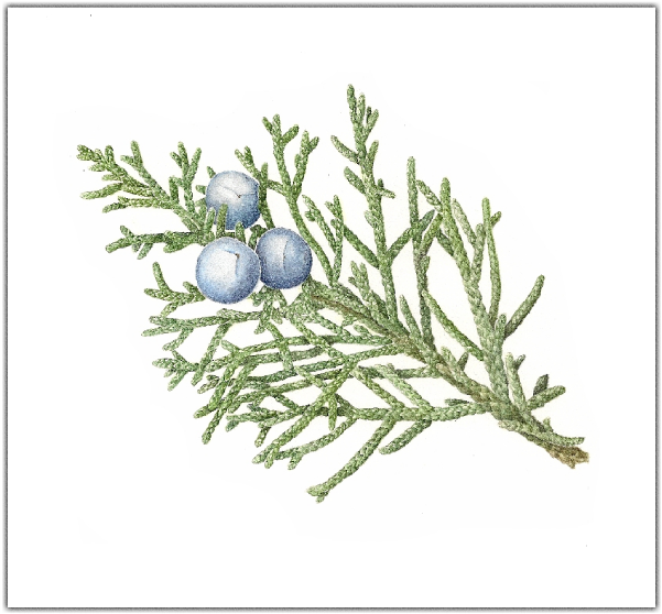 Juniperus occidentalis