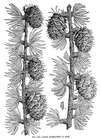 Larix occidentalis