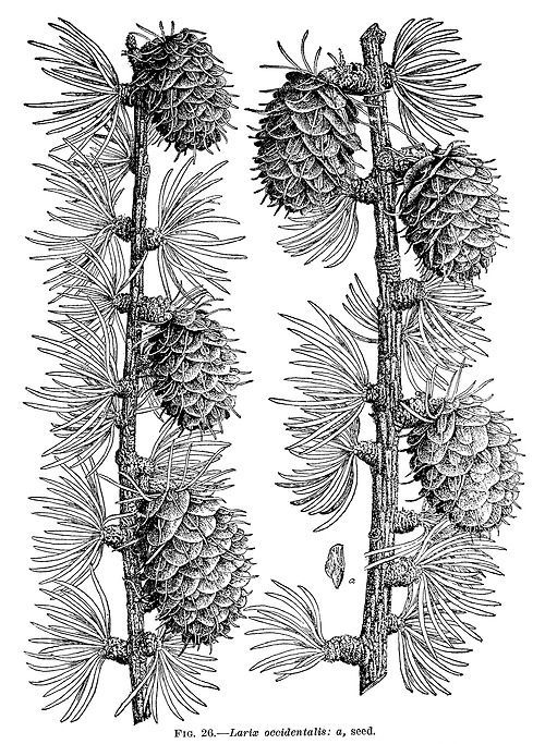 Larix occidentalis