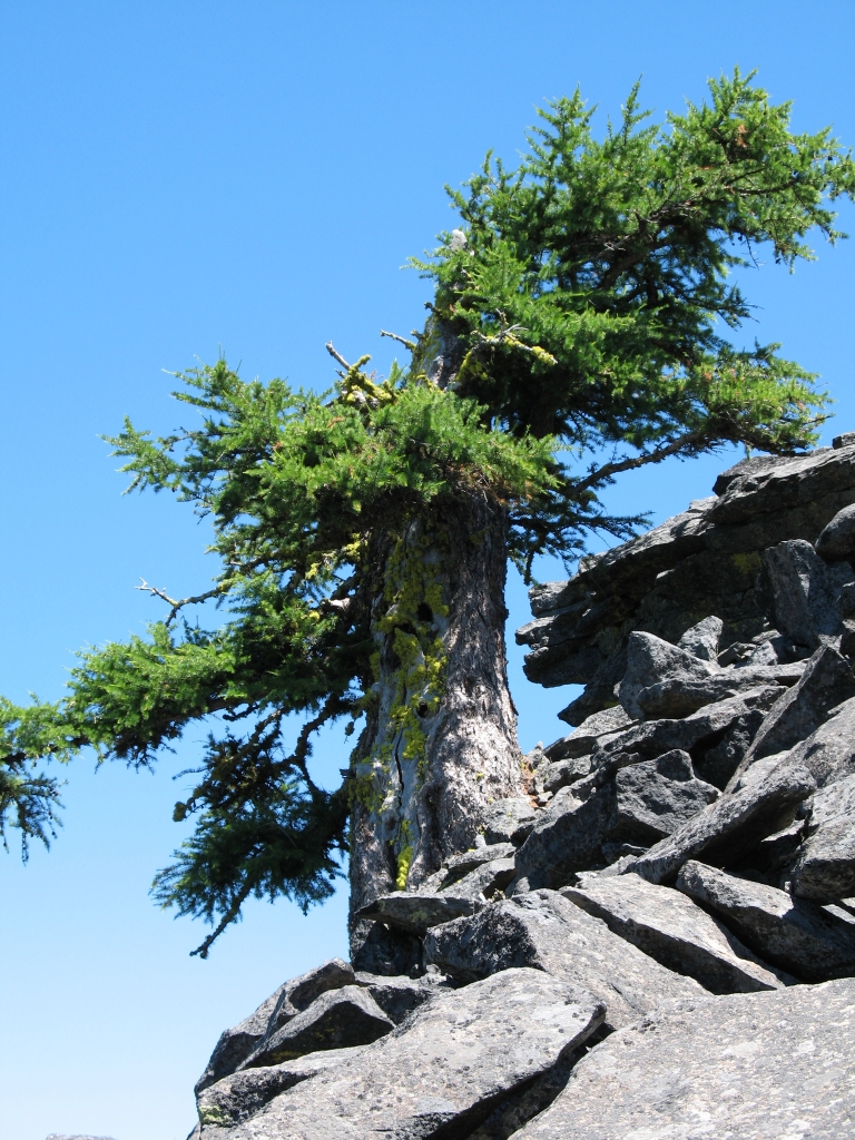 Larix occidentalis