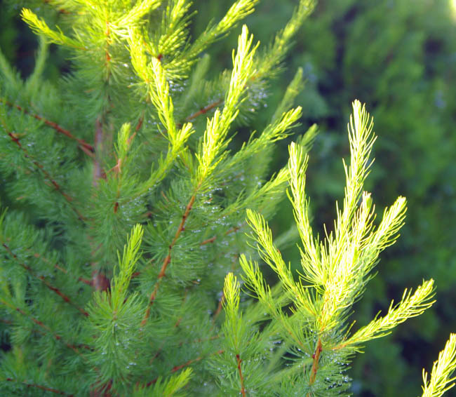 Larix occidentalis