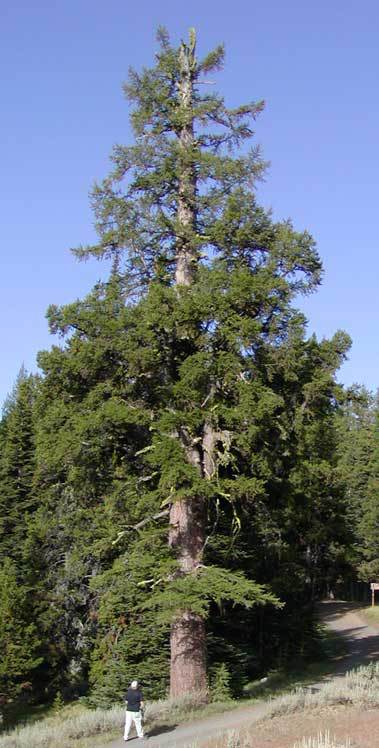 Larix occidentalis