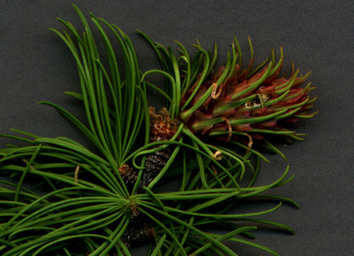 Larix occidentalis