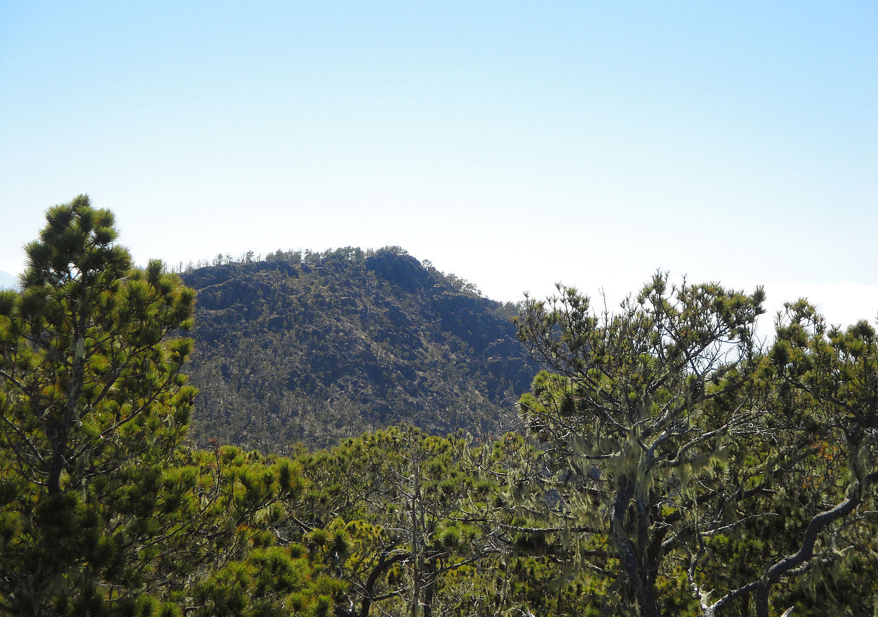 Pinus occidentalis