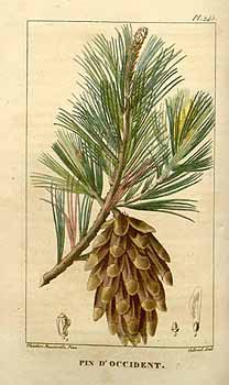 Pinus occidentalis