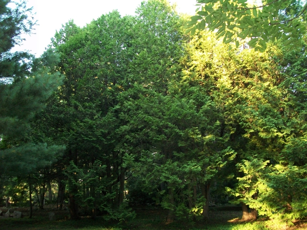Thuja occidentalis