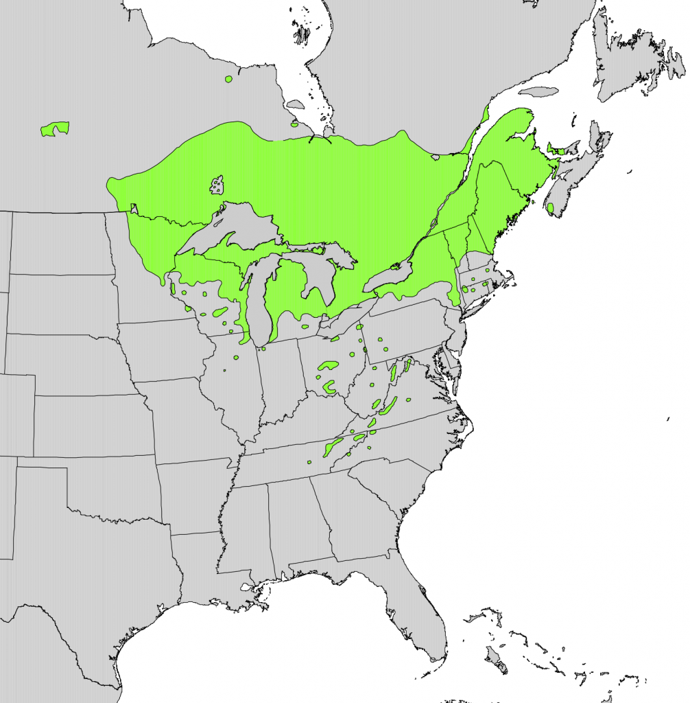 Thuja occidentalis