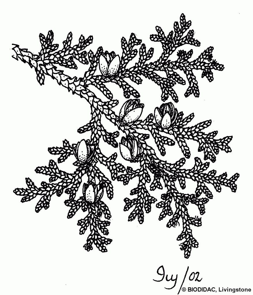 Thuja occidentalis