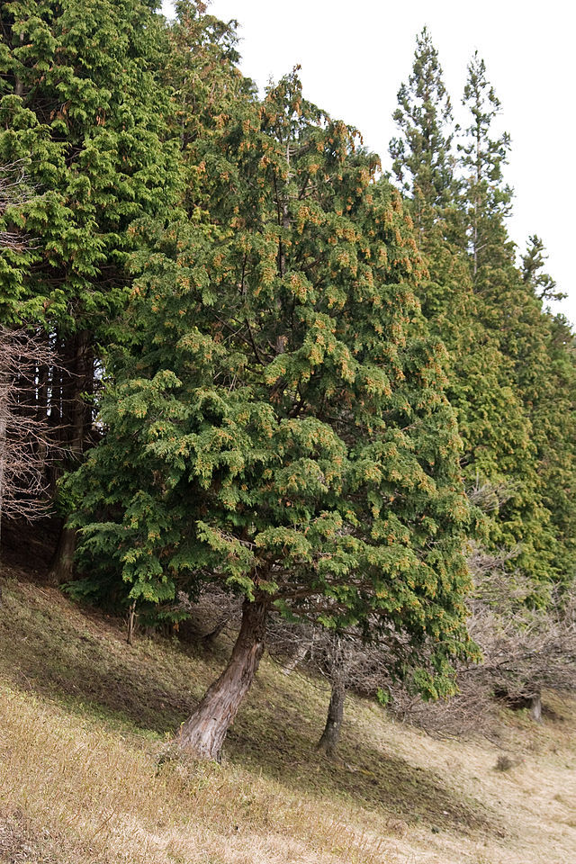 Chamaecyparis obtusa
