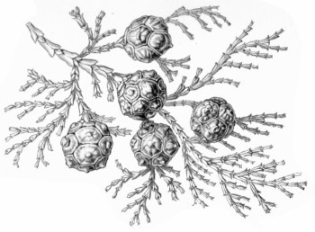 Chamaecyparis obtusa