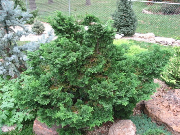 Chamaecyparis obtusa