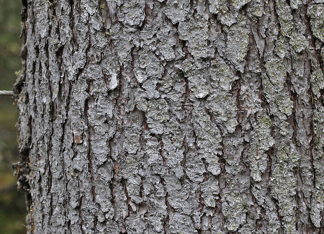 Picea obovata