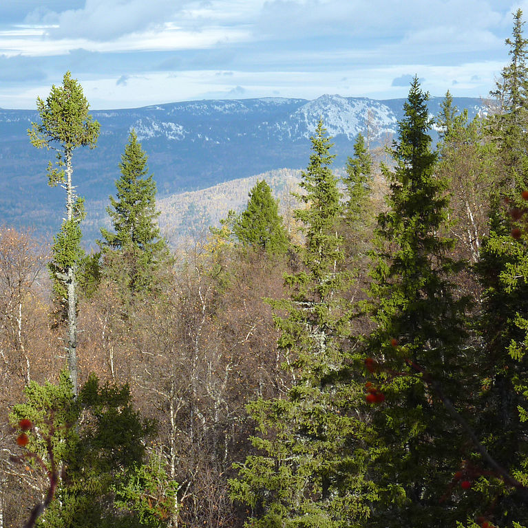 Picea obovata