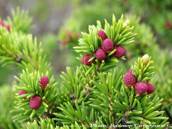 Picea obovata