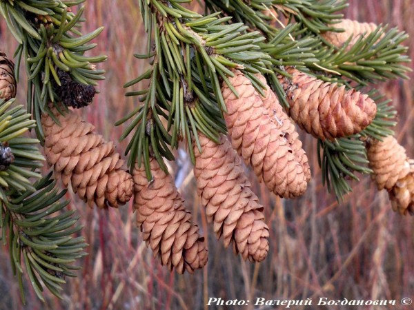 Picea obovata