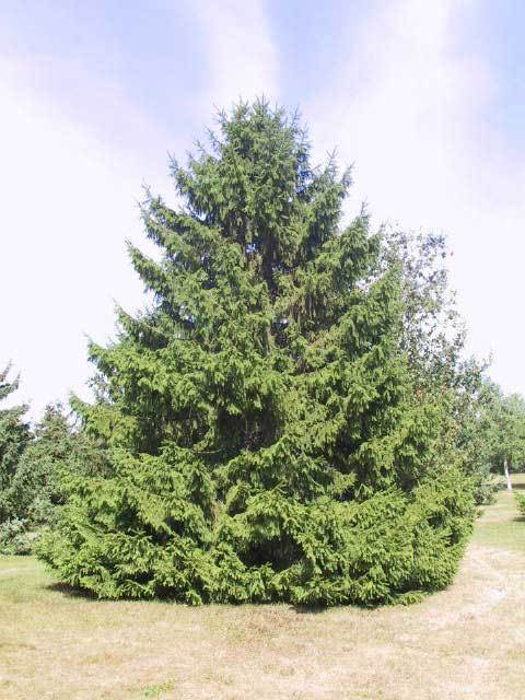 Picea obovata