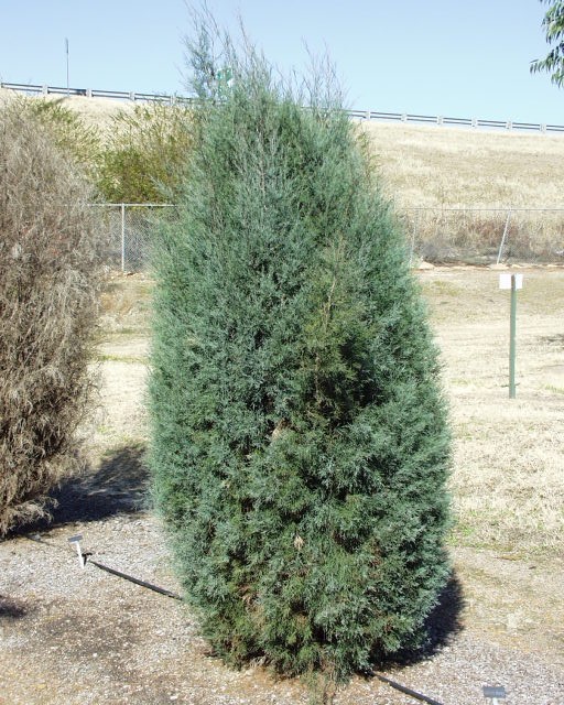 Callitris oblonga