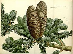 Abies numidica