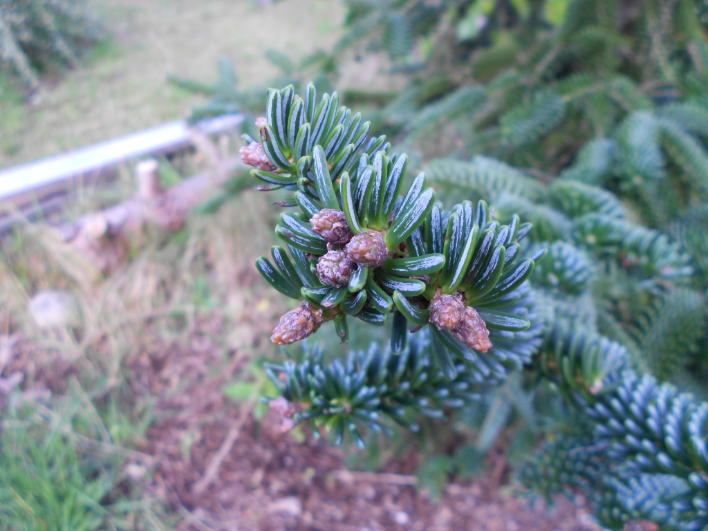 Abies numidica