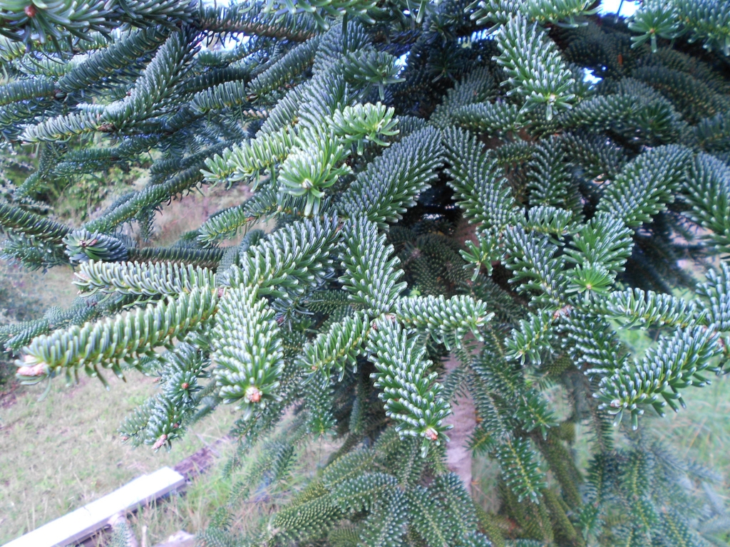 Abies numidica