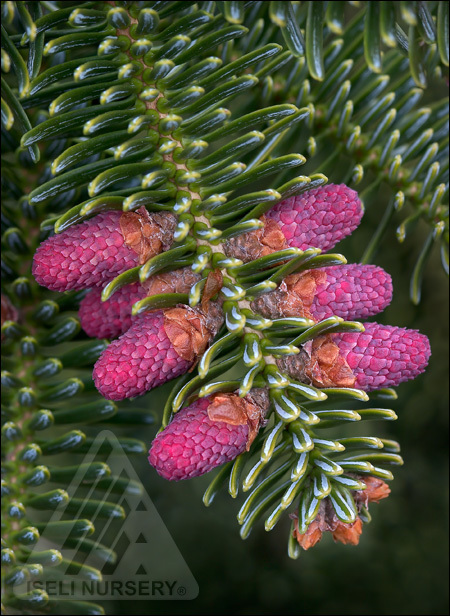 Abies numidica
